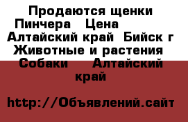 Продаются щенки Пинчера › Цена ­ 2 500 - Алтайский край, Бийск г. Животные и растения » Собаки   . Алтайский край